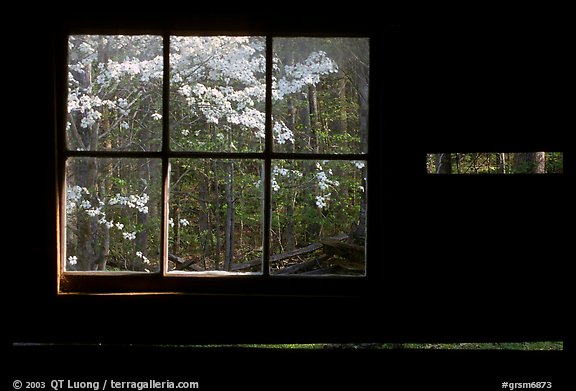 Dogwood blossoms seen from inside log cabin of Jim Bales, Tennessee. Great Smoky Mountains National Park, USA.