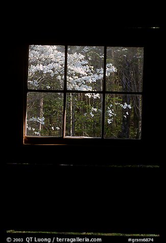 Dogwood blooms seen from the window of Jim Bales cabin, Tennessee. Great Smoky Mountains National Park, USA.