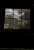 Dogwood blooms seen from the window of Jim Bales cabin, Tennessee. Great Smoky Mountains National Park ( color)