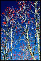 Mountain Ash berries againstblue sky, North Carolina. Great Smoky Mountains National Park, USA. (color)