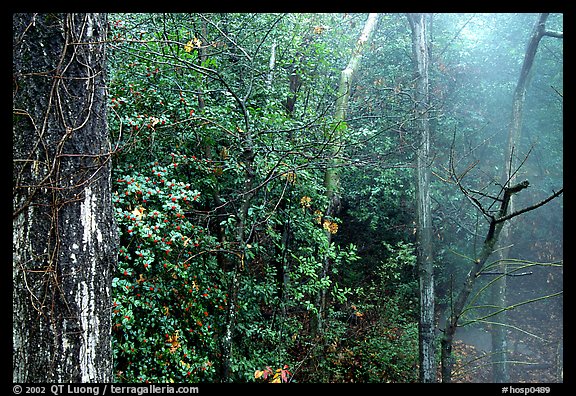 Steam rising in forest. Hot Springs National Park (color)