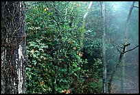 Steam rising in forest. Hot Springs National Park ( color)