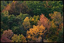 Trees in fall color on hillside. Hot Springs National Park, Arkansas, USA. (color)