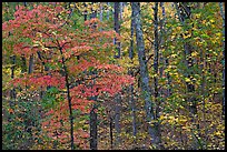 Trees in fall colors, West Mountain. Hot Springs National Park, Arkansas, USA.