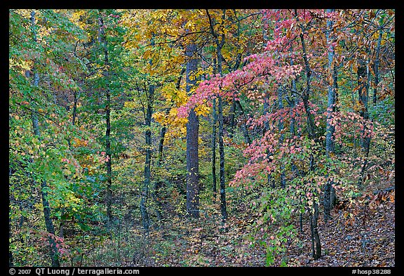 Forest in fall colors, West Mountain. Hot Springs National Park, Arkansas, USA.