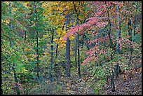 Forest in fall colors, West Mountain. Hot Springs National Park, Arkansas, USA. (color)