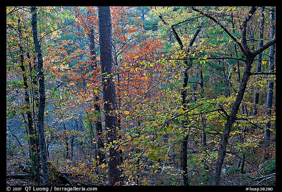 Deciduous trees in fall colors, West Mountain. Hot Springs National Park (color)