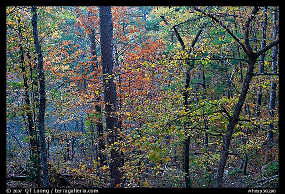 Deciduous trees in fall colors, West Mountain. Hot Springs National Park, Arkansas, USA.