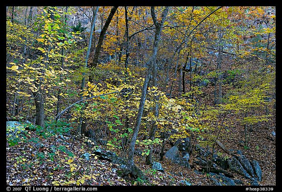 Trees in fall foliage, Gulpha Gorge. Hot Springs National Park, Arkansas, USA.