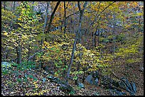 Trees in fall foliage, Gulpha Gorge. Hot Springs National Park, Arkansas, USA.