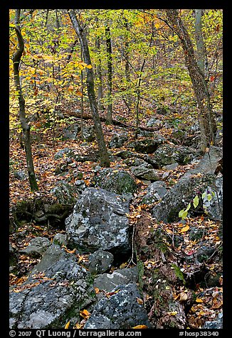 Boulders and trees in fall foliage, Gulpha Gorge. Hot Springs National Park, Arkansas, USA.