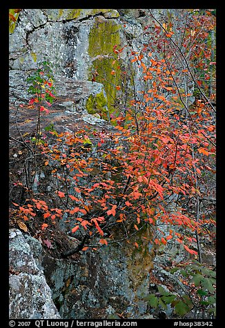 Shrub with red leaves, and moss-covered rock, Gulpha Gorge. Hot Springs National Park (color)