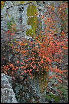 Shrub with red leaves, and moss-covered rock, Gulpha Gorge. Hot Springs National Park, Arkansas, USA.