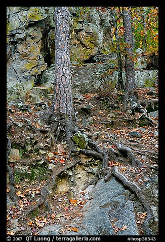 Roots and trees in forest, Gulpha Gorge. Hot Springs National Park (color)