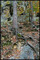 Roots and trees in forest, Gulpha Gorge. Hot Springs National Park, Arkansas, USA.