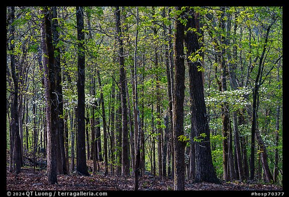 Woods in the spring with blooming trees, Sugarloaf Mountain. Hot Springs National Park (color)