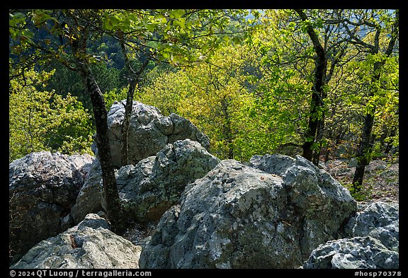 Boulders and trees in the spring near Balanced Rock. Hot Springs National Park (color)