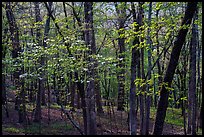 Blossoms in the forest, Sugarloaf Mountain, springtime. Hot Springs National Park ( color)