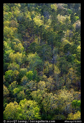 Hot Springs Mountain forest canopy in the spring. Hot Springs National Park (color)