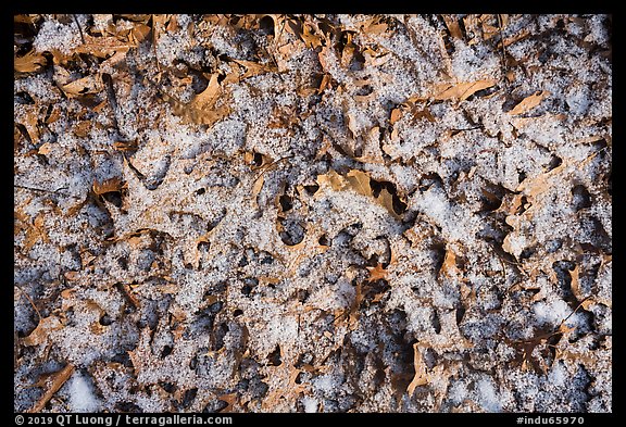 Close-up of fallen oak leaves with fresh snow. Indiana Dunes National Park (color)