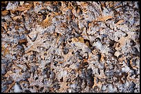 Close-up of fallen oak leaves with fresh snow. Indiana Dunes National Park, Indiana, USA.