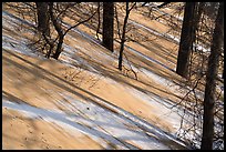 Shadows and tree trunks, Mount Baldy. Indiana Dunes National Park ( color)