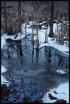 Reflections in partly thawed Great Marsh. Indiana Dunes National Park ( color)