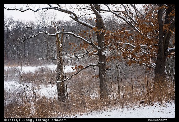 Oaks and now-covered wetlands, Little Calumet River Trail. Indiana Dunes National Park (color)