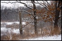 Oaks and now-covered wetlands, Little Calumet River Trail. Indiana Dunes National Park ( color)