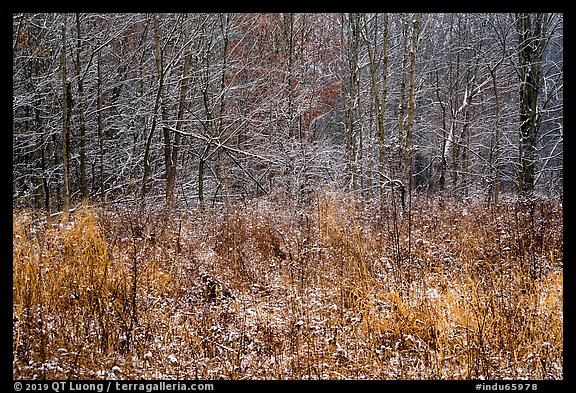 Prairie grasses and trees with fresh snow, Little Calumet River Trail. Indiana Dunes National Park (color)