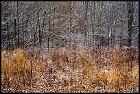 Prairie grasses and trees with fresh snow, Little Calumet River Trail. Indiana Dunes National Park ( color)