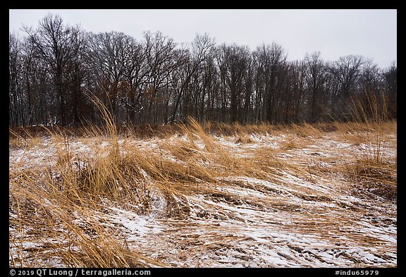 Mnokee Prairie in winter. Indiana Dunes National Park (color)