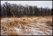 Mnokee Prairie in winter. Indiana Dunes National Park ( color)