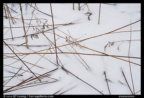 Close-up of reeds and snow. Indiana Dunes National Park (color)
