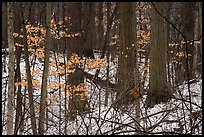 Forest in winter with leaves from previous season. Indiana Dunes National Park ( color)