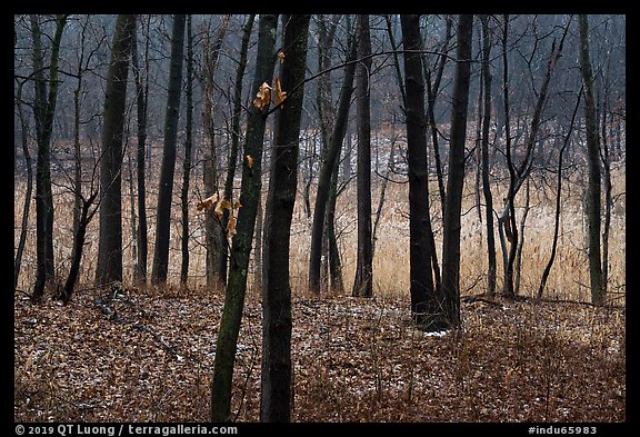 Oaks and wetland in winter, Cowles Bog Trail. Indiana Dunes National Park, Indiana, USA.