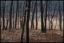 Oaks and wetland in winter, Cowles Bog Trail. Indiana Dunes National Park ( color)