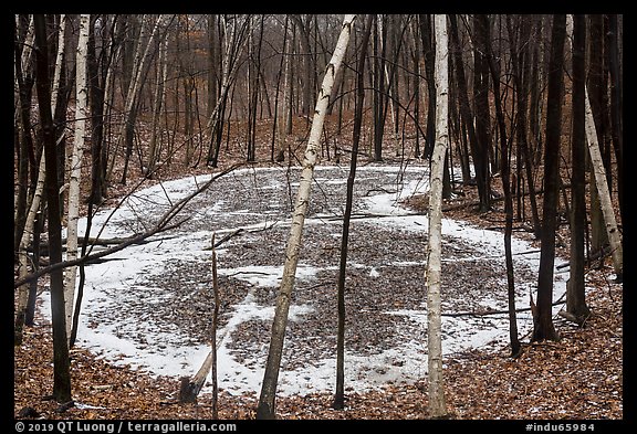 Birch trees and frozen pond, Cowles Bog Trail. Indiana Dunes National Park (color)