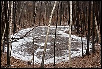 Birch trees and frozen pond, Cowles Bog Trail. Indiana Dunes National Park ( color)