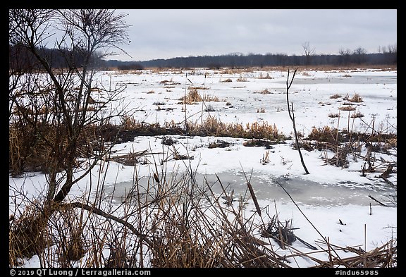 Cowles Bog. Indiana Dunes National Park (color)