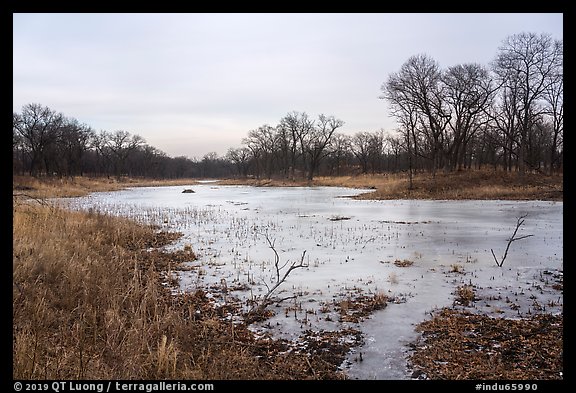 Frozen pond and oak savanna, Paul Douglas Trail. Indiana Dunes National Park (color)