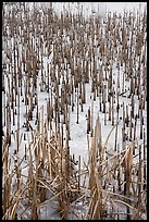 Reeds in frozen pond, Paul Douglas Trail. Indiana Dunes National Park ( color)