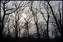 Bare aak trees and sun, Paul Douglas Trail. Indiana Dunes National Park ( color)