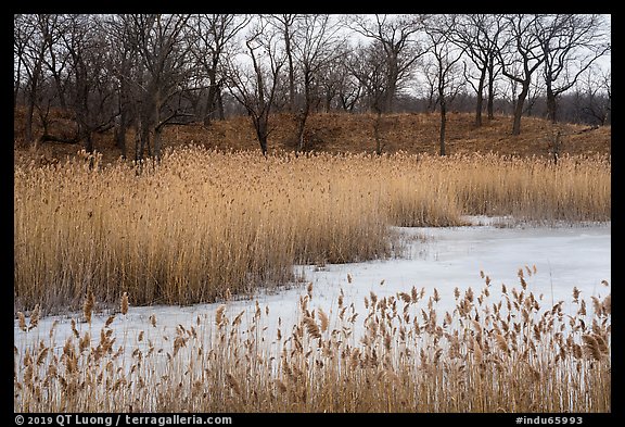 Reeds and oak savanna, Paul Douglas Trail. Indiana Dunes National Park (color)