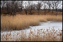 Reeds and oak savanna, Paul Douglas Trail. Indiana Dunes National Park ( color)