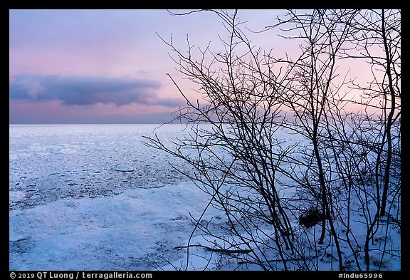 Bare branches and frozen Lake Michigan at dawn. Indiana Dunes National Park, Indiana, USA.