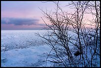 Bare branches and frozen Lake Michigan at dawn. Indiana Dunes National Park ( color)
