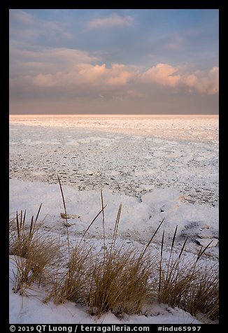 Dune grass and frozen Lake Michigan at sunrise. Indiana Dunes National Park (color)
