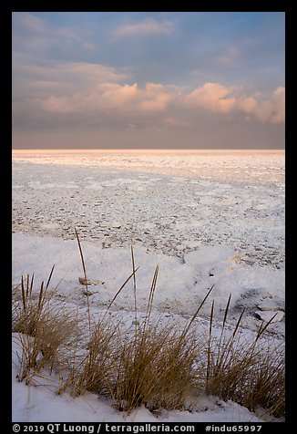 Dune grass and frozen Lake Michigan at sunrise. Indiana Dunes National Park, Indiana, USA.