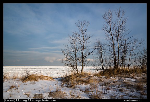 Dune grass, bare trees, and Lake Michigan. Indiana Dunes National Park, Indiana, USA.